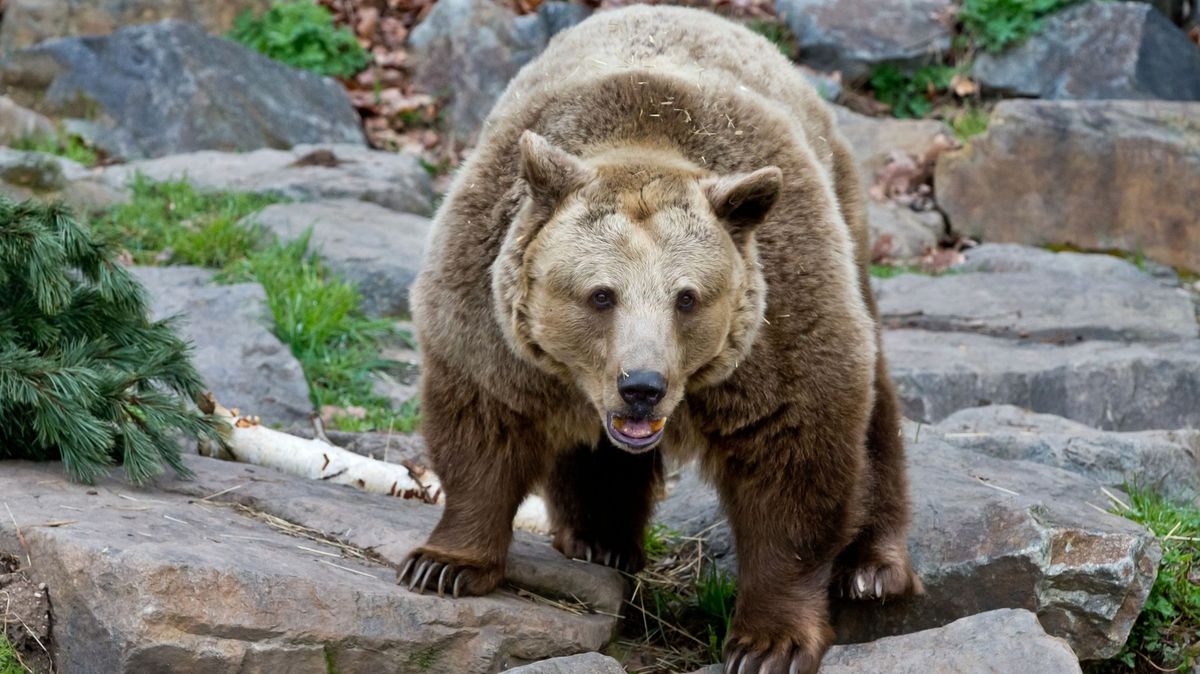 Medvědi jsou v Česku vymýceni, občas se ale nějaký zatoulá ze Slovenska